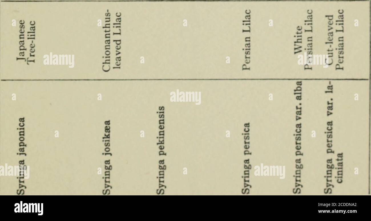 . A practical handbook of trees, shrubs, vines and herbaceous perennials . * »-t ««l^ tHM ^ . c &gt;. u 2 •^•2^ u 3 u ^ a .SiO 3 6 W^ o ou (A CO 1 :3 a&gt; a&gt; a&gt; 1 1 -p -O f -^ •^ eij Gd ..1 3 O (0 o to C d JO o •a a 1- U 09 IXI 5g a 3 •c &gt; 2 fl 3 I&gt; a W CO w Ol w Trees, Shrubs, Vines and Plants. 329 — CO r* u 03 O a. ^ u O. O^ (^ a 3 o rt i&gt; tfl ;d en E-H K^ tn a o C ^ t« ^ u O .C en (U c &gt; o J= w o Cu a &gt; i; ti o o o o 6 biw S O 3 i2cfi 2 CO &gt;- r/J « o 5 ti 5s ^ c-&-2&gt; o - UfaC rt o •Xv2-3 ?- t&gt;0 CO ^, 3 Ob ^ b ?^ .c-a^ C3.5 ^ X -^ O .-H-^ y IT r (A UQ ;j .D a Stock Photo