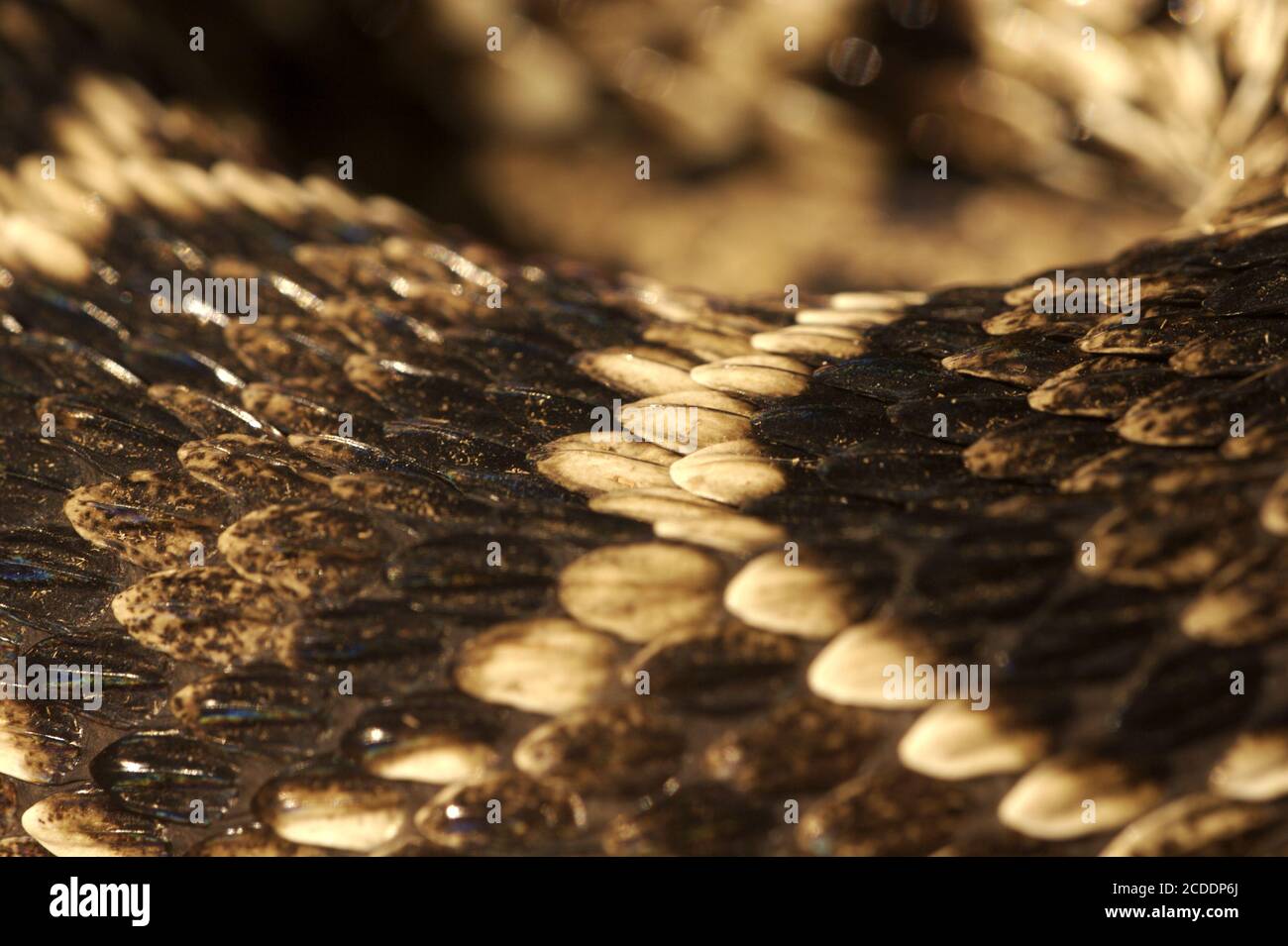 snake scales Stock Photo