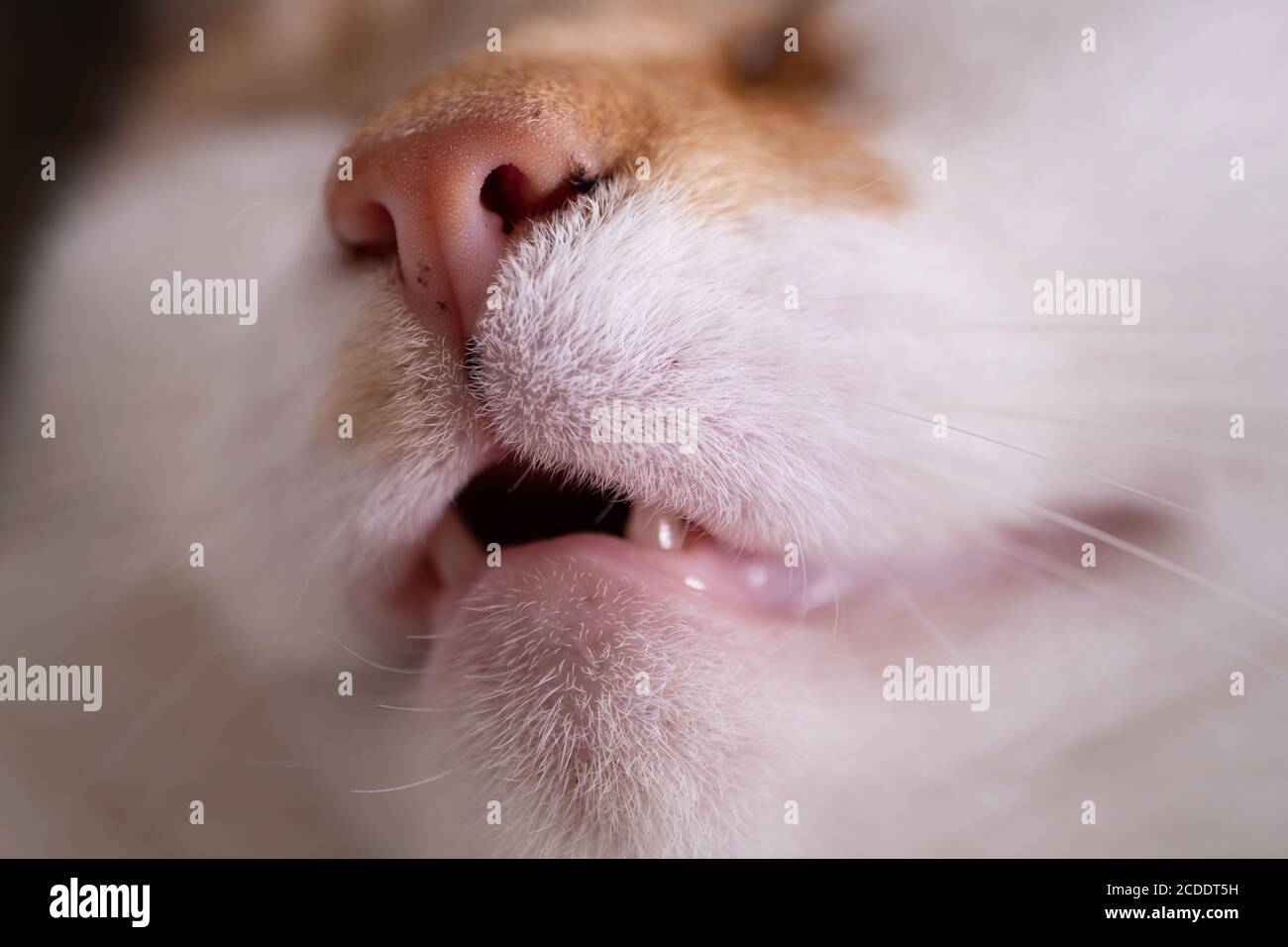 Closeup of a sleeping snoring red and white cat's head viewed with