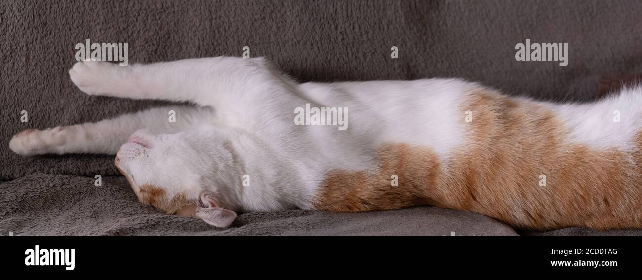 Sleeping Red And White Cat Lying On Its Back On A Dark Cloth With The Legs Stretched Out In The Air A True Creature Of Comfort Wide Screen Image Stock Photo