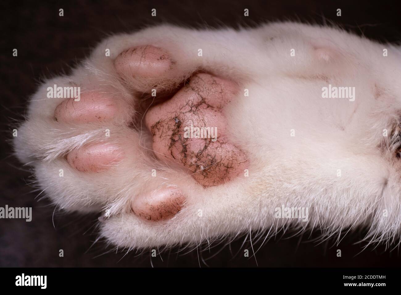 Closeup of a white cat's paws and soles. Focus on the front feet of