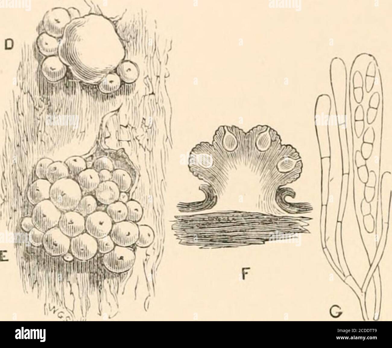 . Introduction to the study of fungi, their organography, classification, and distribution for the use of collectors . formerly unitedwith Nedria, have theperithecia seated upona more or less byssoidsubiculum; these arenow separated from that genus, and united under the nameof Byssonedria, analogous to the Byssosphacria of theSpliaeriaceae. In another group, the perithecia, which resembleNedria, are densely gregarious, and often partially immersedin a velvety subiculum, transformed from the tissues ofdecaying Fungi. This genus is Hypomyccs, each species ofwhich has also a conidial form, which Stock Photo