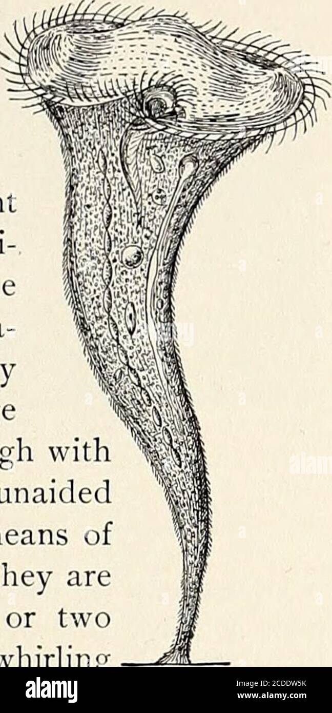 . St. Nicholas [serial] . LIVES IN A DWELLING SHAPED LIKE A GOBLET. (Cothuruia patula.) 1905.] NATURE AND SCIENCE FOR YOUNG FOLKS. 6 ci. THE TRUMPET-ANIMALCULE. {S ten for poly-morphus.) Some of the commonest kinds, however, arenot less interesting. One has only to dip up afew gills of water fromany pool or ditch, andlet it stand in the win-dow for a few days, toget hundreds of infu-soria of several differentkinds. The trumpet-ani-malcule (stentor) and theslipper-animalcule (Para-mecium) are particularlyeasy to find, and largeenough to be seen, though withsome difficulty, with the unaidedeye. Stock Photo