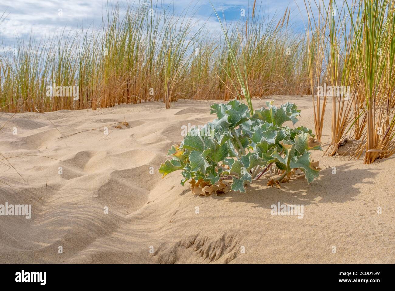 Eryngium maritimum growing in sand with grass and sky in the background Stock Photo