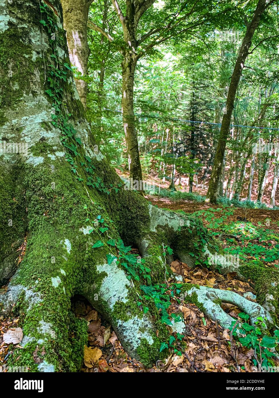 Mediterranean forest in summer. Luxuriant beech wood of the Italian Apennines. Monte Taburno, Benevento, Italy. Stock Photo