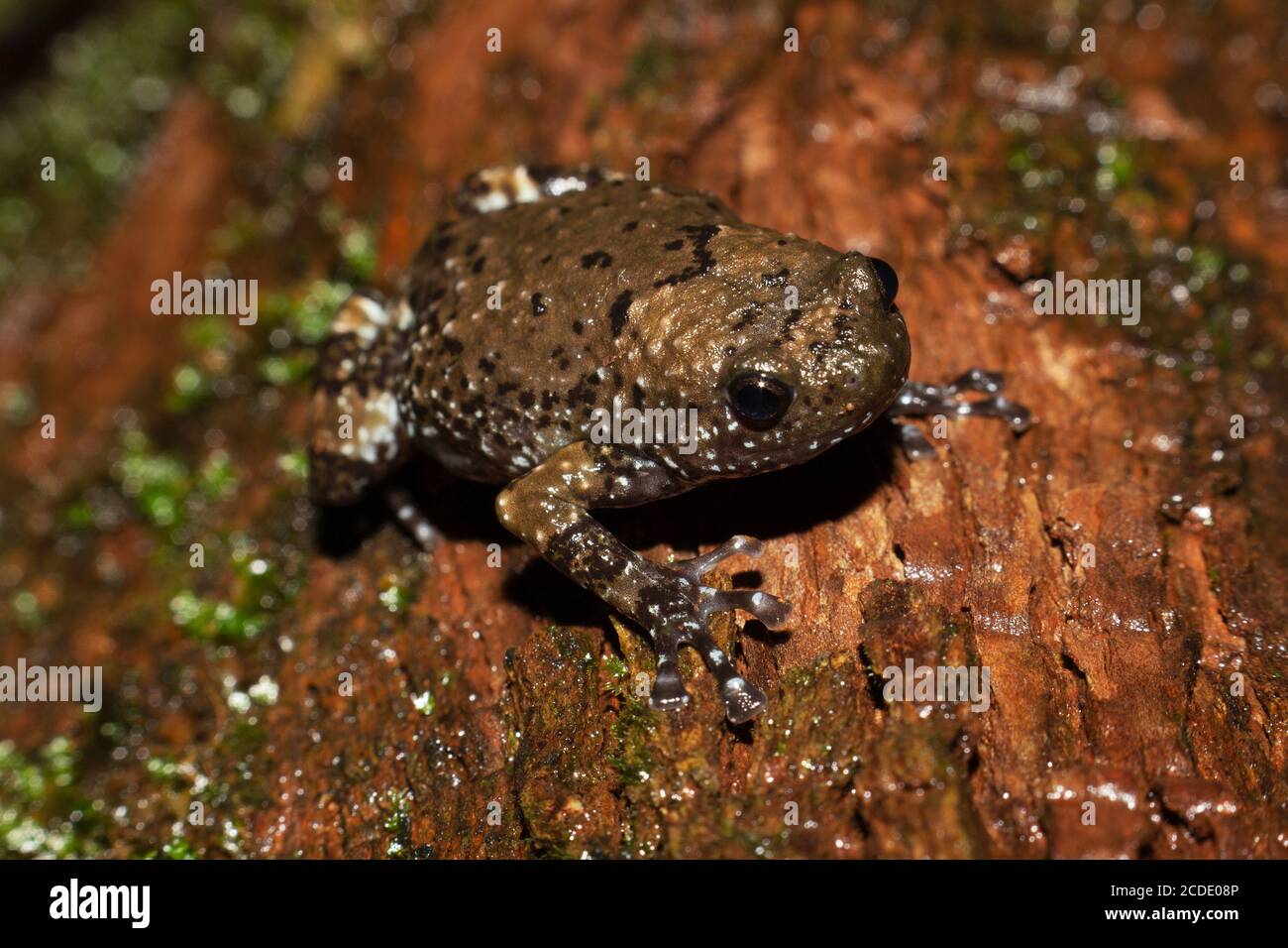Ramanella mormorata, Indian dot frog, marbled ramanella is a species of narrow-mouthed frog endemic to the Western Ghats of southwestern India. Mather Stock Photo