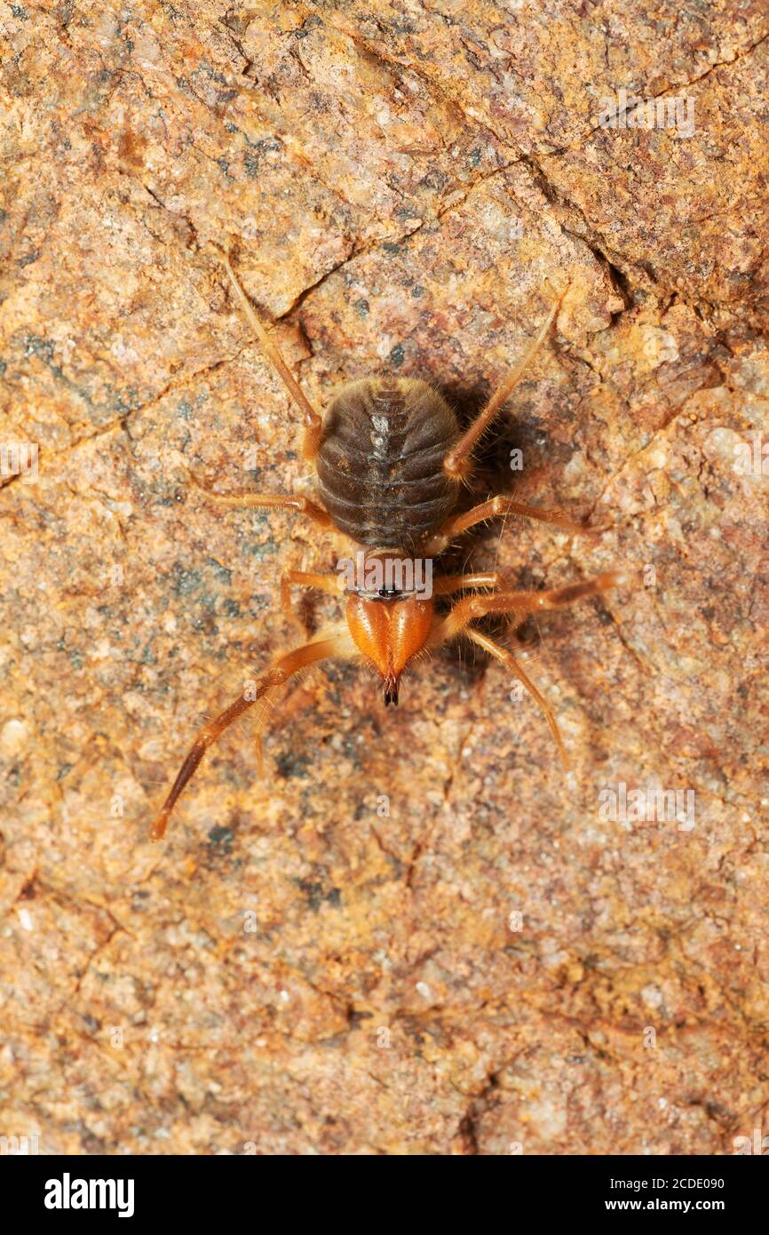 Solifuge known variously as camel spiders, wind scorpions or sun spiders, Panna, Madhya Pradesh, India Stock Photo