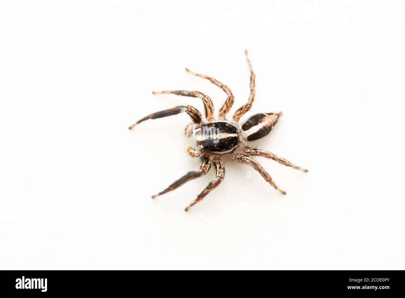 Dorsal of Male Jumping spider, Plexippus paykulli, Satara, Maharashtra, India Stock Photo