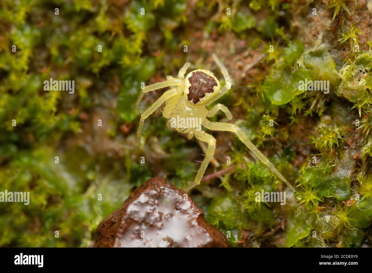 Flower crab spider, Diaea dorsata, Satara, Maharashtra, India Stock Photo