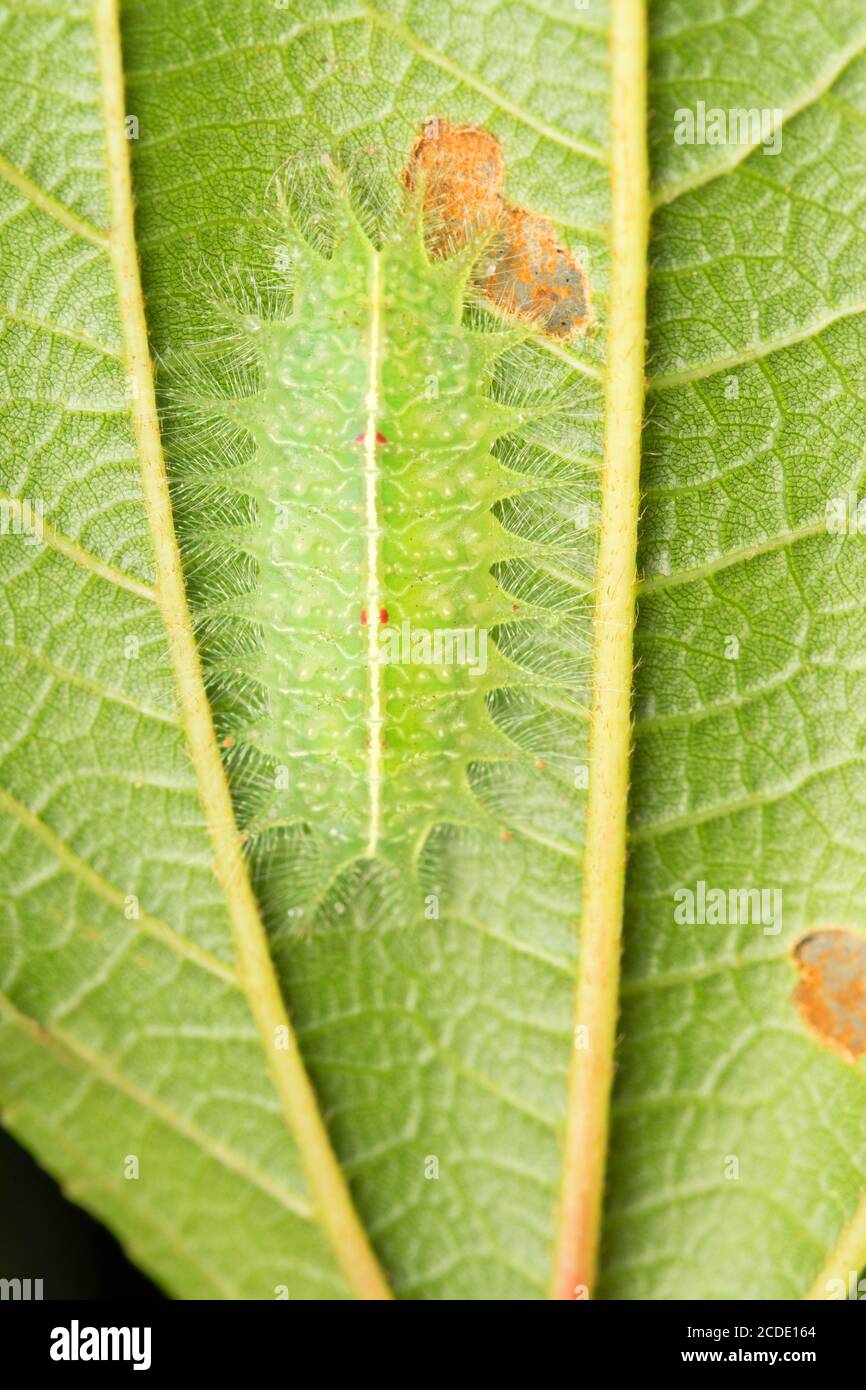 Yellow shouldered slug moth caterpillar, Lithacodes fasciola, Satara, Maharashtra, India Stock Photo