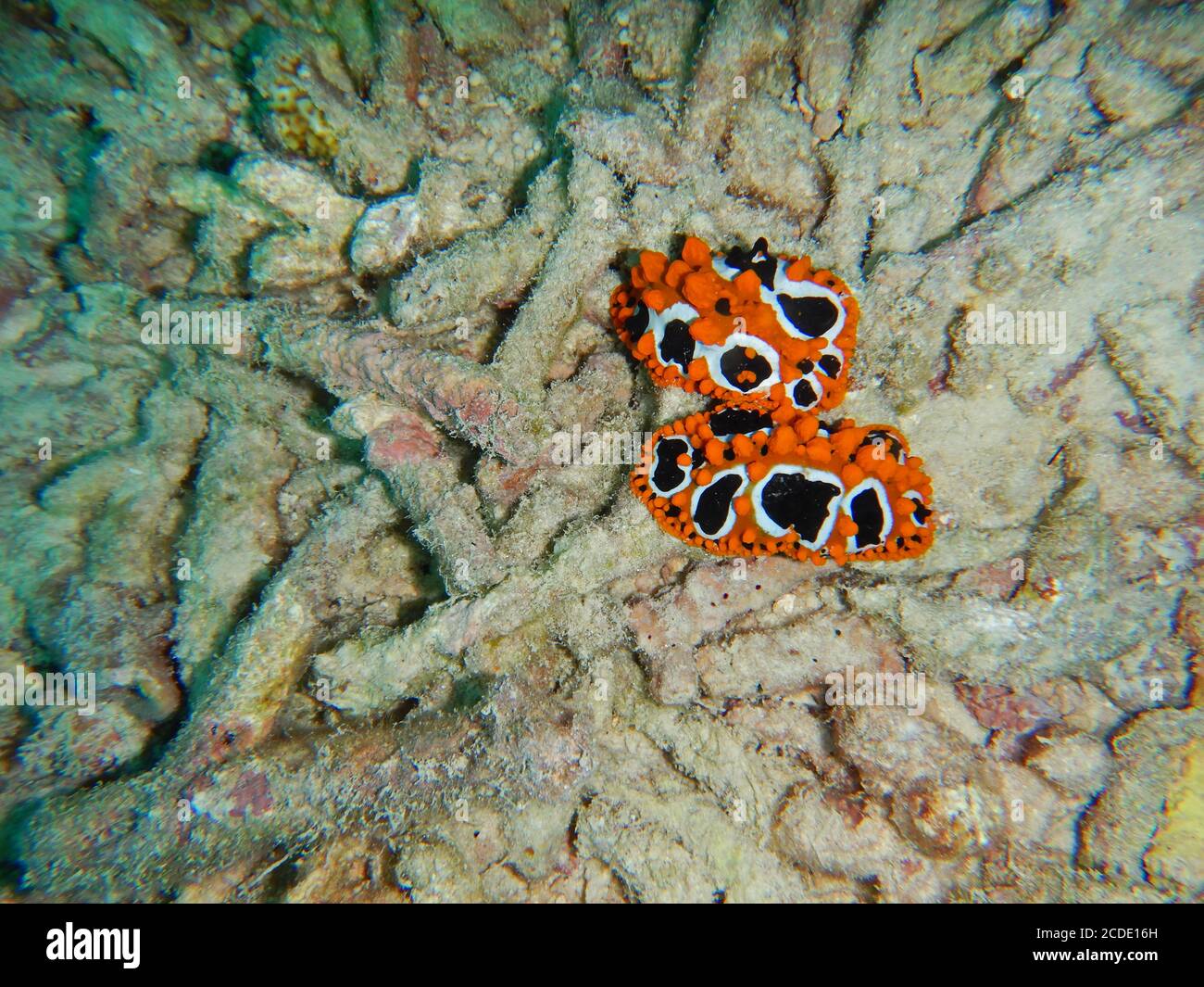 Nudibranchs marine slugs underwater, Phyllidia ocellata, Seychelles Stock Photo