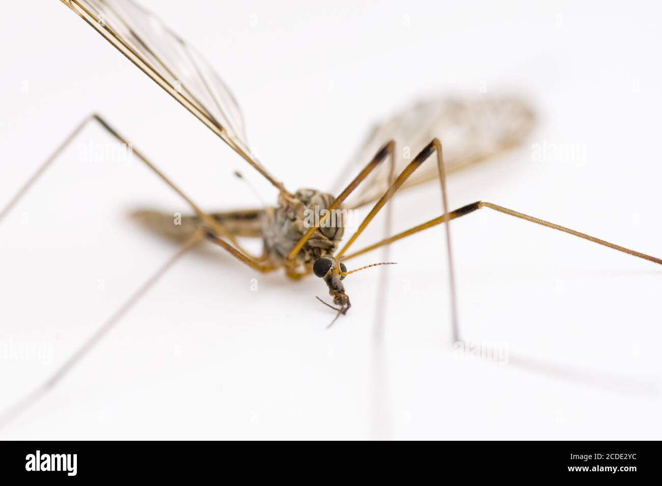 Crane fly crane fly Stock Photo Alamy