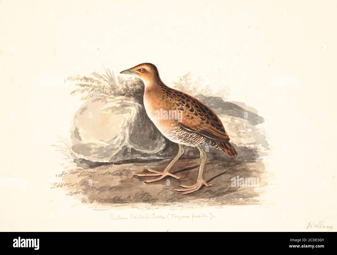Baillon's crake (Zapornia pusilla here as Porzana pusilla) or the marsh crake, is a small waterbird of the family Rallidae. 18th century watercolor painting by Elizabeth Gwillim. Lady Elizabeth Symonds Gwillim (21 April 1763 – 21 December 1807) was an artist married to Sir Henry Gwillim, Puisne Judge at the Madras high court until 1808. Lady Gwillim painted a series of about 200 watercolours of Indian birds. Produced about 20 years before John James Audubon, her work has been acclaimed for its accuracy and natural postures as they were drawn from observations of the birds in life. She also pai Stock Photo