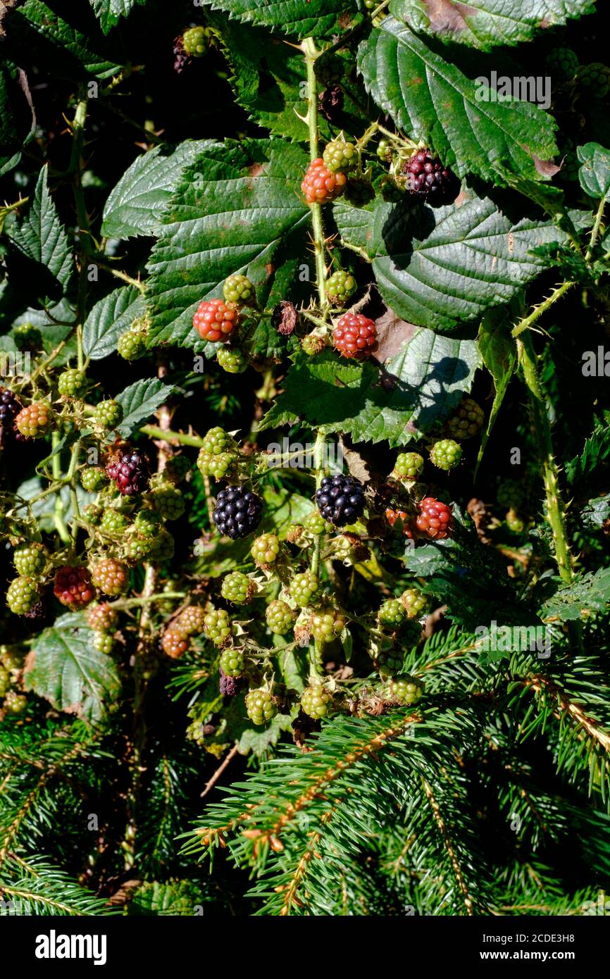 blackberries in varying stages of ripeness growing on bramble during