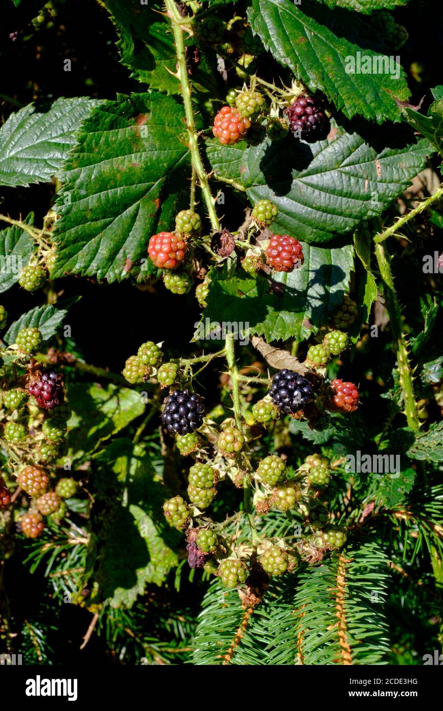 blackberries in varying stages of ripeness growing on bramble during