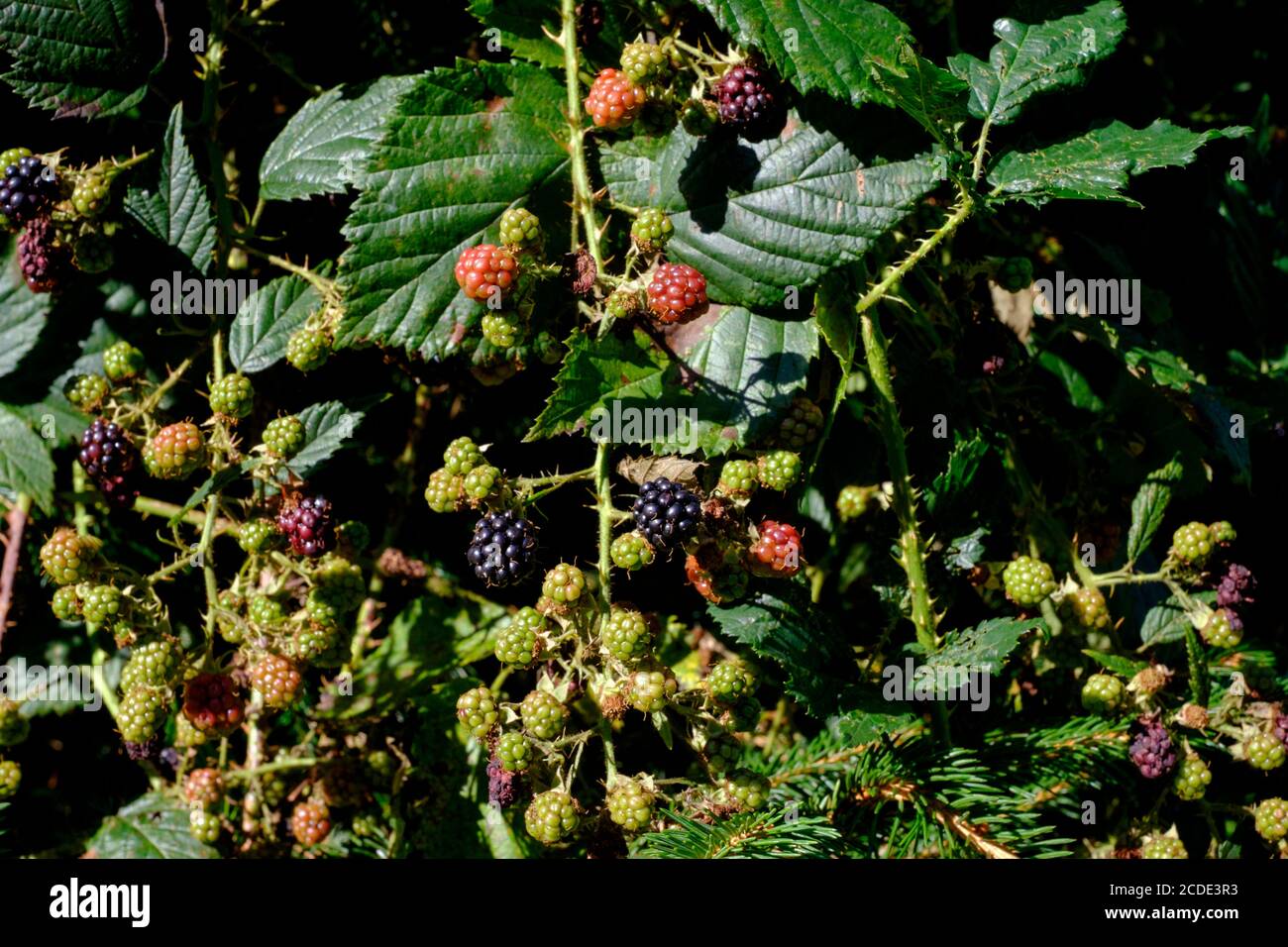 blackberries in varying stages of ripeness growing on bramble during