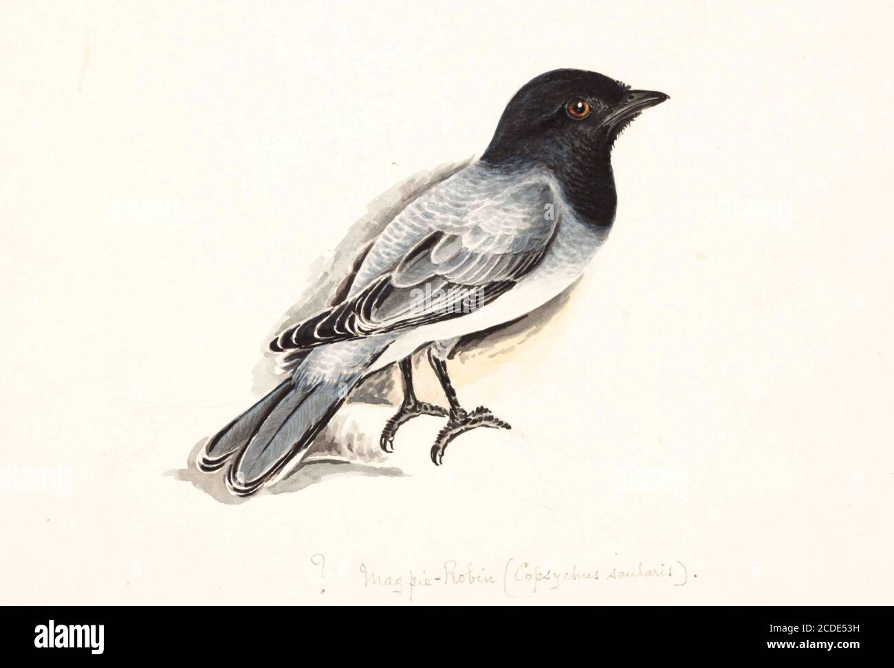 black-headed cuckooshrike (Lalage melanoptera syn Coracina melanoptera) is a species of cuckooshrike found in the Indian Subcontinent and Southeast Asia. 18th century watercolor painting by Elizabeth Gwillim. Lady Elizabeth Symonds Gwillim (21 April 1763 – 21 December 1807) was an artist married to Sir Henry Gwillim, Puisne Judge at the Madras high court until 1808. Lady Gwillim painted a series of about 200 watercolours of Indian birds. Produced about 20 years before John James Audubon, her work has been acclaimed for its accuracy and natural postures as they were drawn from observations of t Stock Photo
