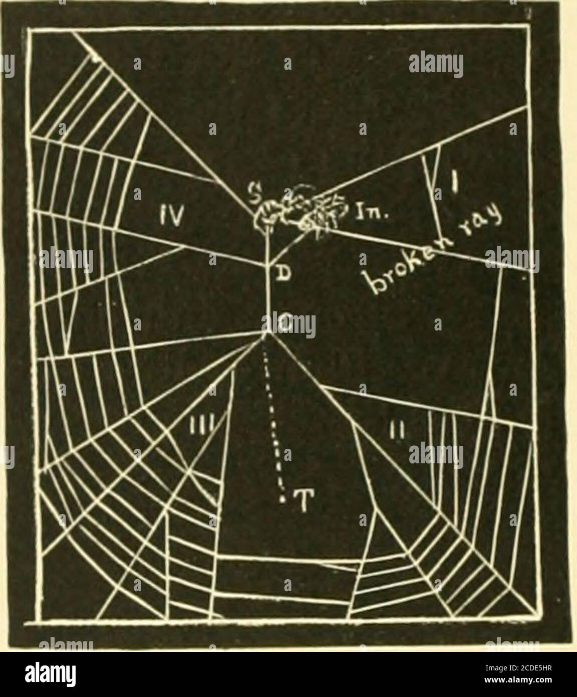. American spiders and their spinningwork. A natural history of the orbweaving spiders of the United States, with special regard to their industry and habits . 202 AMERICAN SPIDERS AND THEIR SPINNINGWOKK.. Fig. 196. Ray spider. Action when aninsect is taken. S, spider; In, insect. Theridiosonia, as represented at Fig. 194, or again, as shown at Fig. Wr,,we observe that if the fore feet, 1, 2 (Fig. 194) are released suddenly fromthe trapline, T, the whole body,shoots backward, although still toward the snare, as with Ilyptiotes. Tliis was the ac-  -^^^^^^^^^^^^^^  tion which I observed.^^^^^^^^ Stock Photo