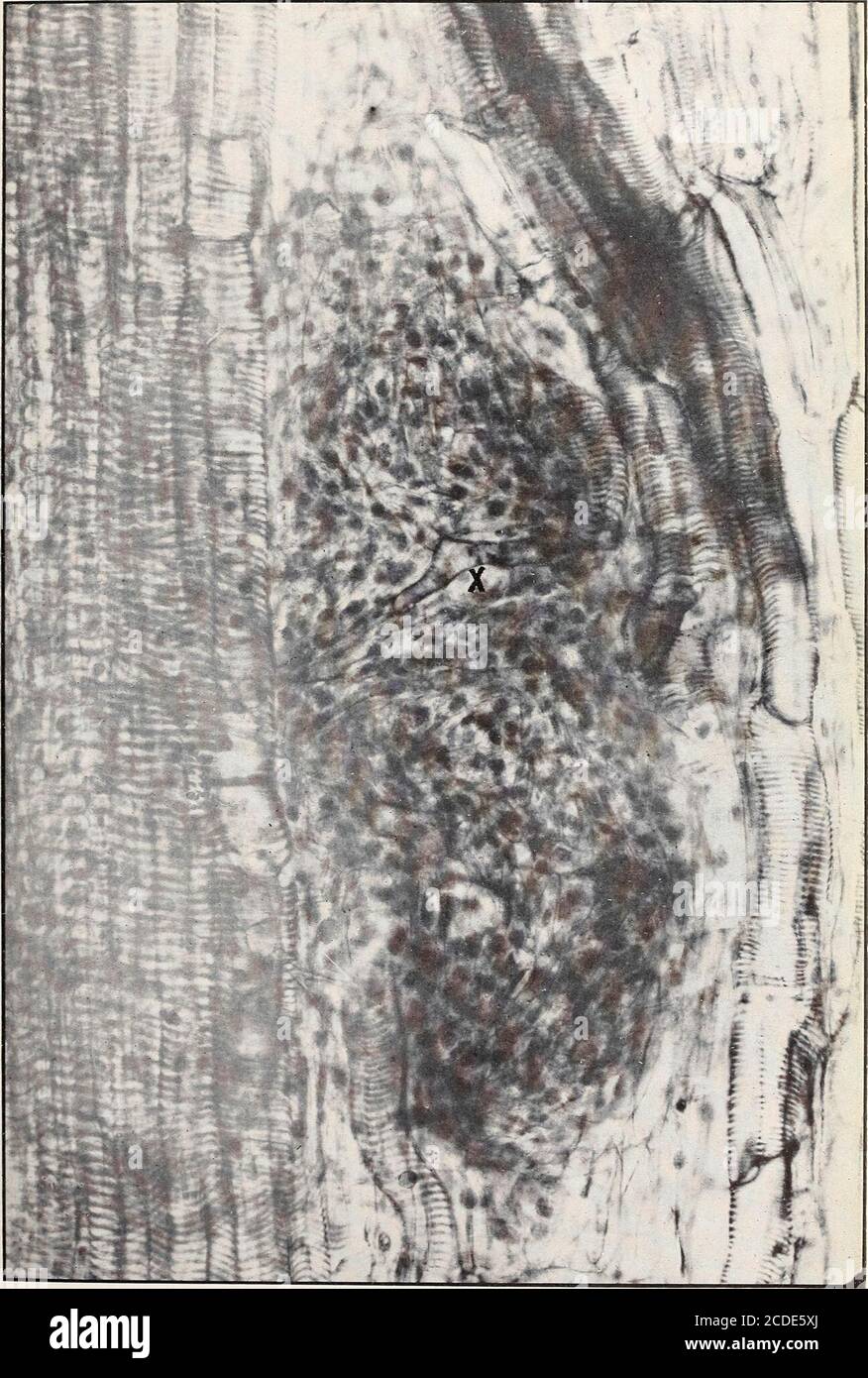 Daisy h hi-res stock photography and images - Page 9 - Alamy