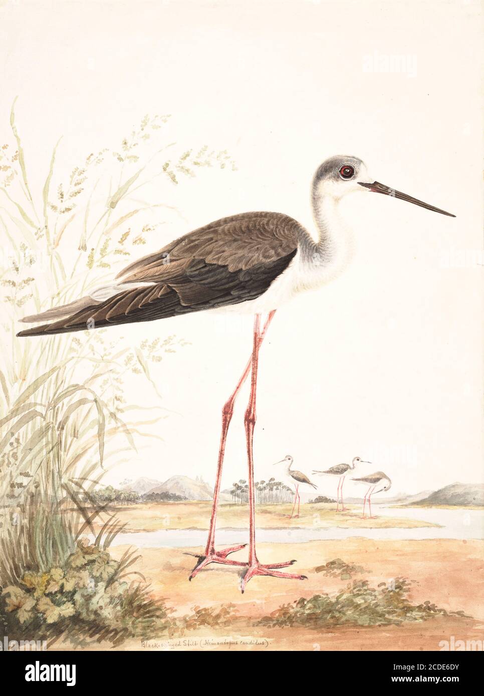 Black-winged stilt (Himantopus himantopus) The black-winged stilt (Himantopus himantopus) is a widely distributed very long-legged wader in the avocet and stilt family (Recurvirostridae). 18th century watercolor painting by Elizabeth Gwillim. Lady Elizabeth Symonds Gwillim (21 April 1763 – 21 December 1807) was an artist married to Sir Henry Gwillim, Puisne Judge at the Madras high court until 1808. Lady Gwillim painted a series of about 200 watercolours of Indian birds. Produced about 20 years before John James Audubon, her work has been acclaimed for its accuracy and natural postures as they Stock Photo