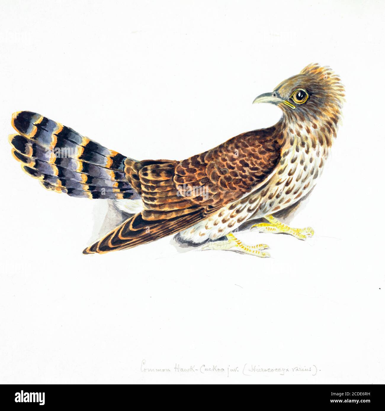 Common hawk-cuckoo (Hierococcyx varius Syn Cuculus varius) 18th century watercolor painting by Elizabeth Gwillim. Lady Elizabeth Symonds Gwillim (21 April 1763 – 21 December 1807) was an artist married to Sir Henry Gwillim, Puisne Judge at the Madras high court until 1808. Lady Gwillim painted a series of about 200 watercolours of Indian birds. Produced about 20 years before John James Audubon, her work has been acclaimed for its accuracy and natural postures as they were drawn from observations of the birds in life. She also painted fishes and flowers. Stock Photo