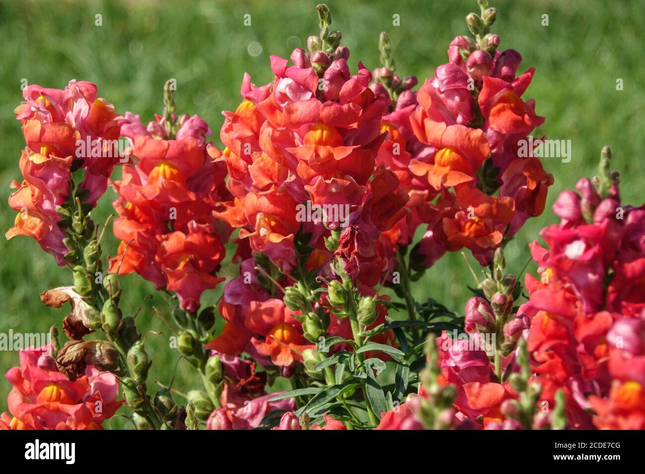Snapdragon Antirrhinum majus Liberty Classic Scarlet snapdragon flower Stock Photo