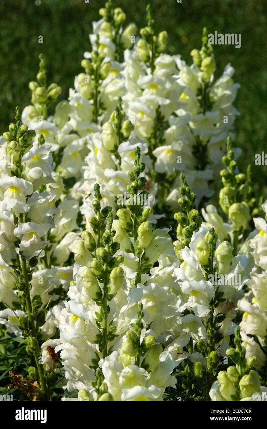 Snapdragon Antirrhinum majus Liberty Classic White Stock Photo