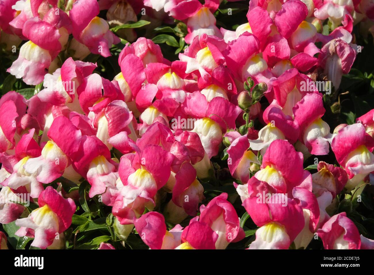 Snapdragon Antirrhinum majus Leo Bicolor Cherry Stock Photo