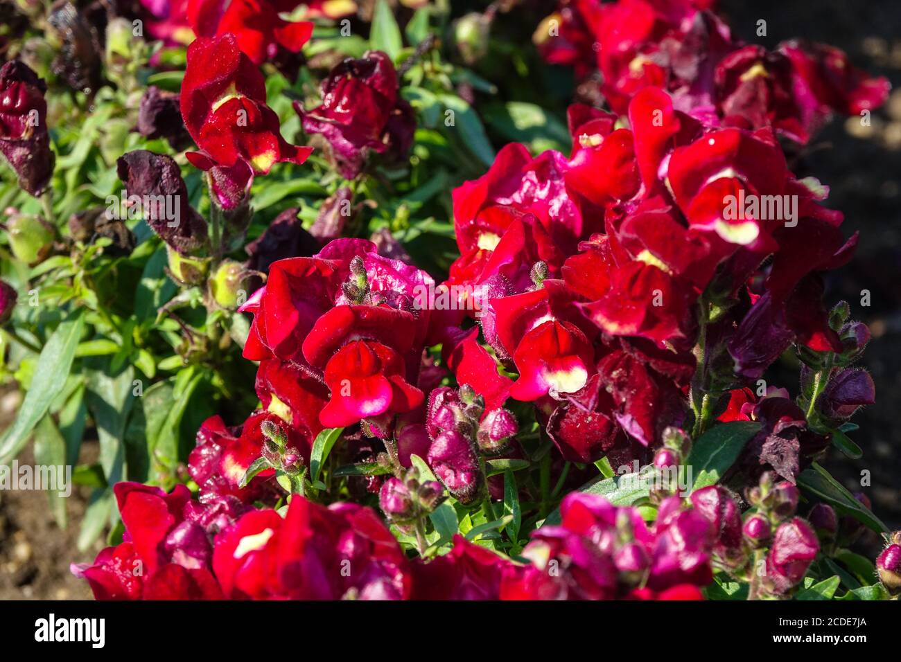 Snapdragon Antirrhinum majus Leo Red Stock Photo