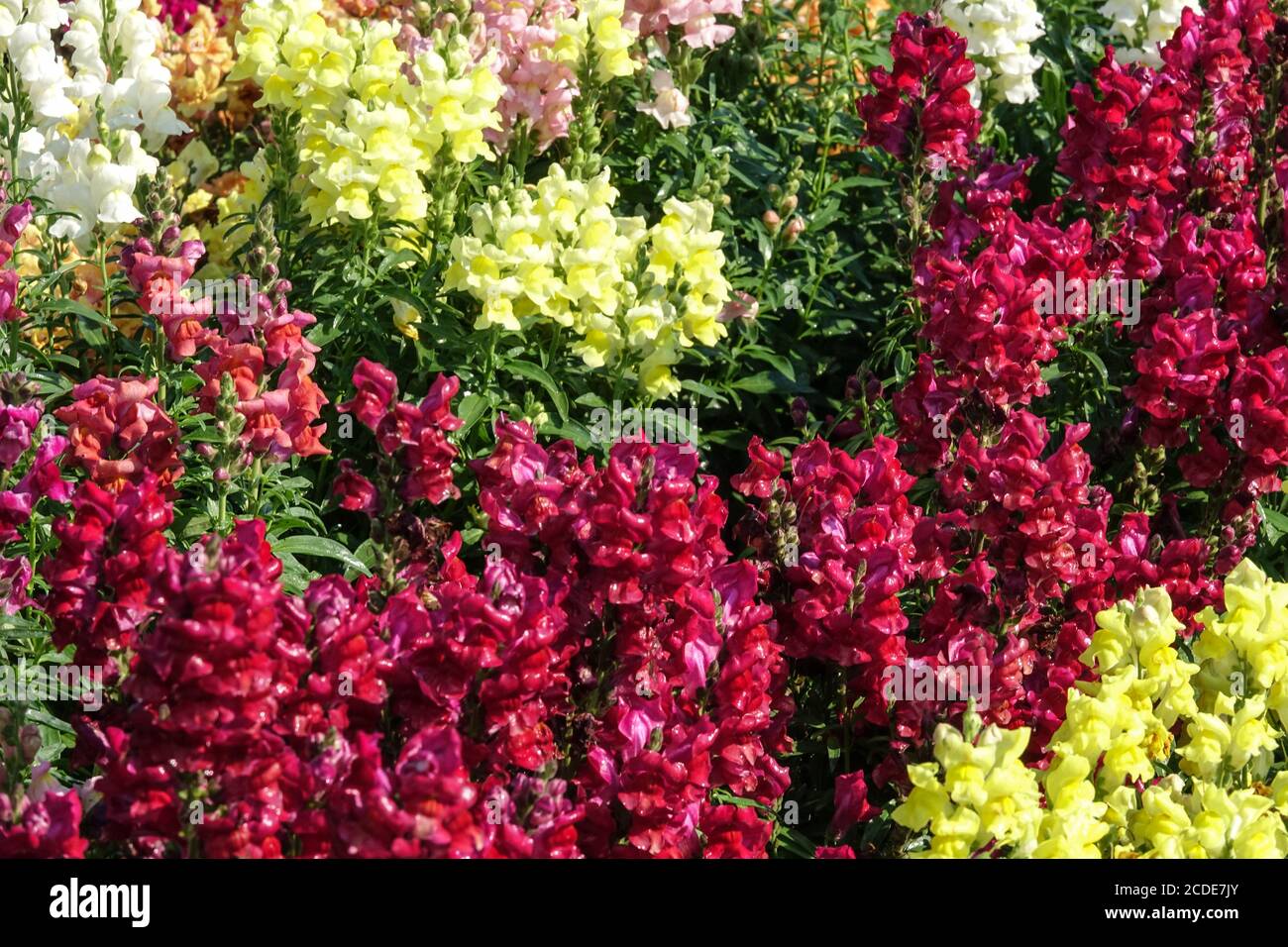 Snapdragon Antirrhinum majus Leo Red Stock Photo