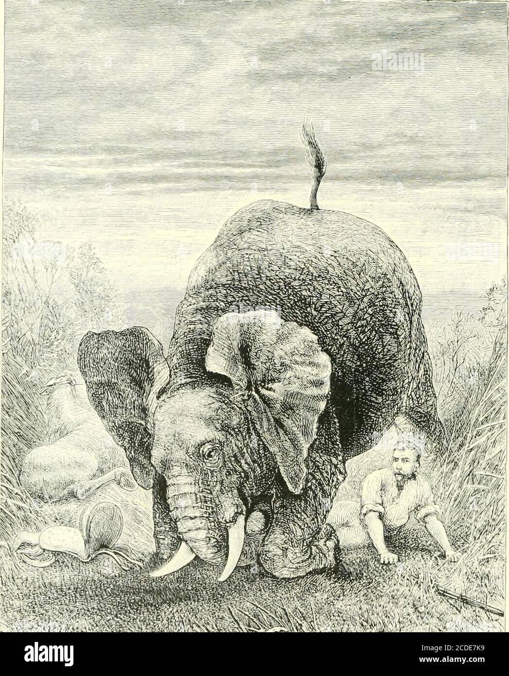 . A hunter's wanderings in Africa, being a narrative of nine years spent amongst the game of the far interior of South Africa, containing accounts of explorations beyond the Zambesi, on the river Chobe, and in the Matabele and Mashuna countries, with full notes upon the natural history and present distribution of all the large M  a m m a i a . &gt; - -J ^^ A NARROW ESCAPE; MASHUNA LAND, SEPTEMBER 17, 1S7S. Frc?itisp!ccc. o ^ , r» /- i^ee page -^b^. IW.KY A Hunters Wanderings in Afri rica ISO, BEING A NARRATIVE OF NINE YEARS SPENT AMONGST THEGAME OF THE FAR INTERIOR OF SOUTH AFRICA CONT.^INING Stock Photo