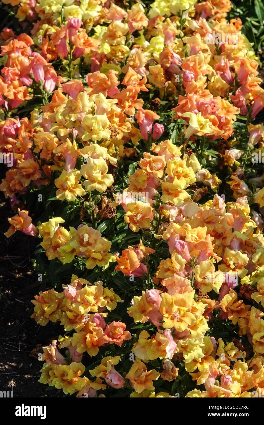 Snapdragon Antirrhinum majus Twinny Bronze Shades snapdragon flower Stock Photo