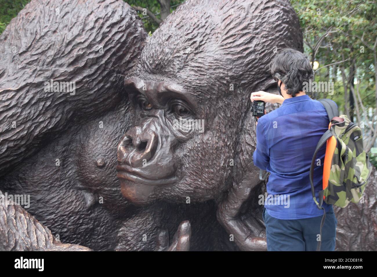 New York, USA. 26th Aug, 2020. A man takes a picture of a gorilla