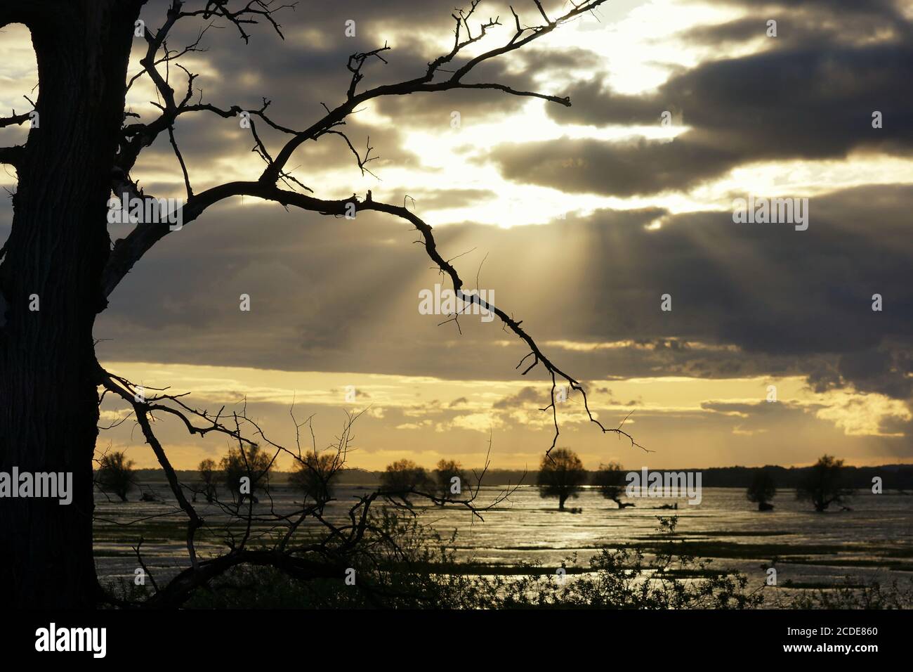 April over the Warta floodplains, branches of a dead tree against a background of setting sun, water, clouds and trees Stock Photo