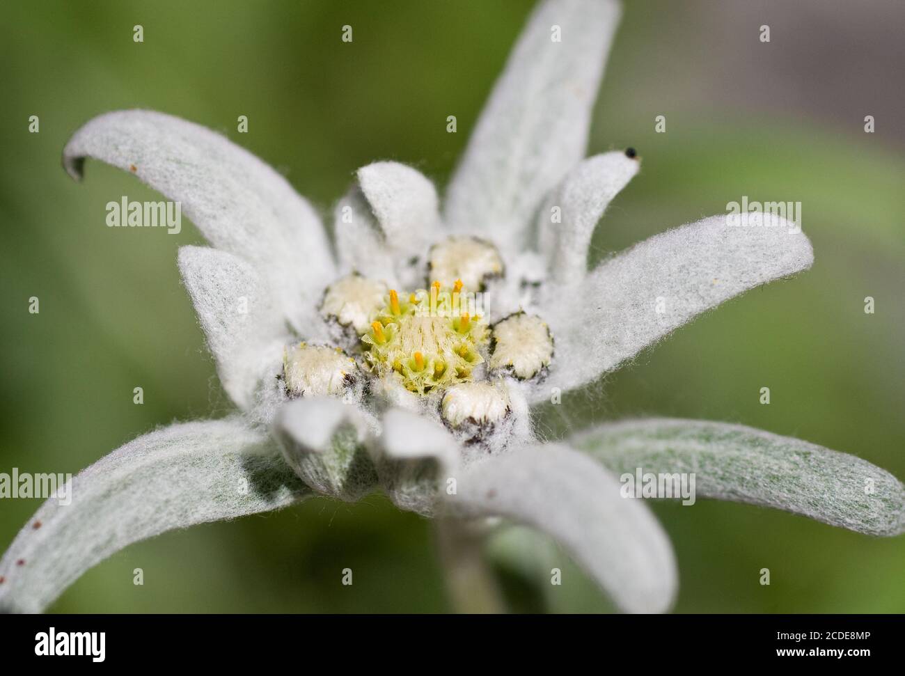 Edelweiss Flower High Resolution Stock Photography And Images Alamy