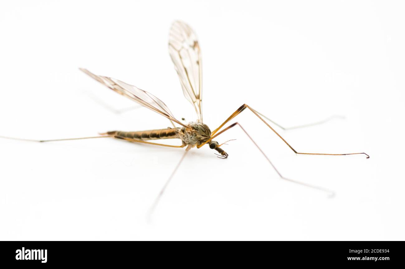 Crane fly crane fly Stock Photo Alamy
