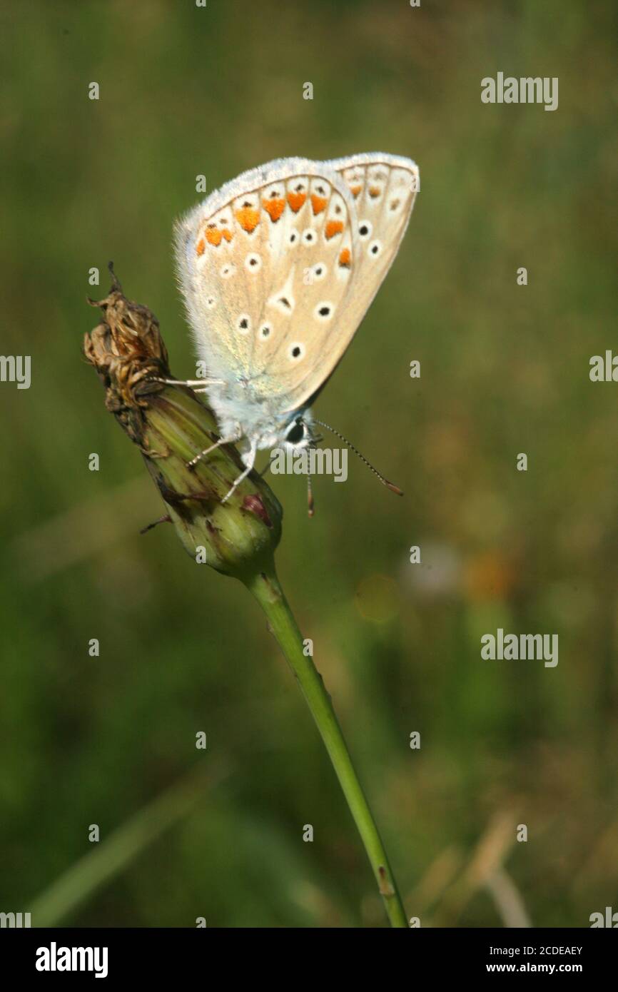 Blaeulinge, Lycaenidae, gossamer-winged butterflies Stock Photo