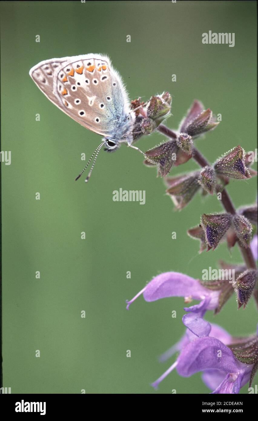 Hauhechel-Blaeuling, Polyommatus icarus, Common Blue Stock Photo
