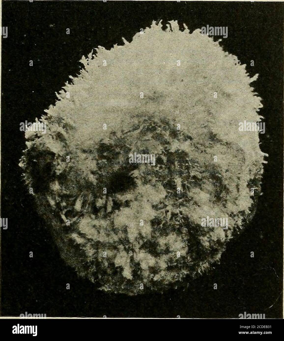 . A study of the causes underlying the origin of human monsters : third ...