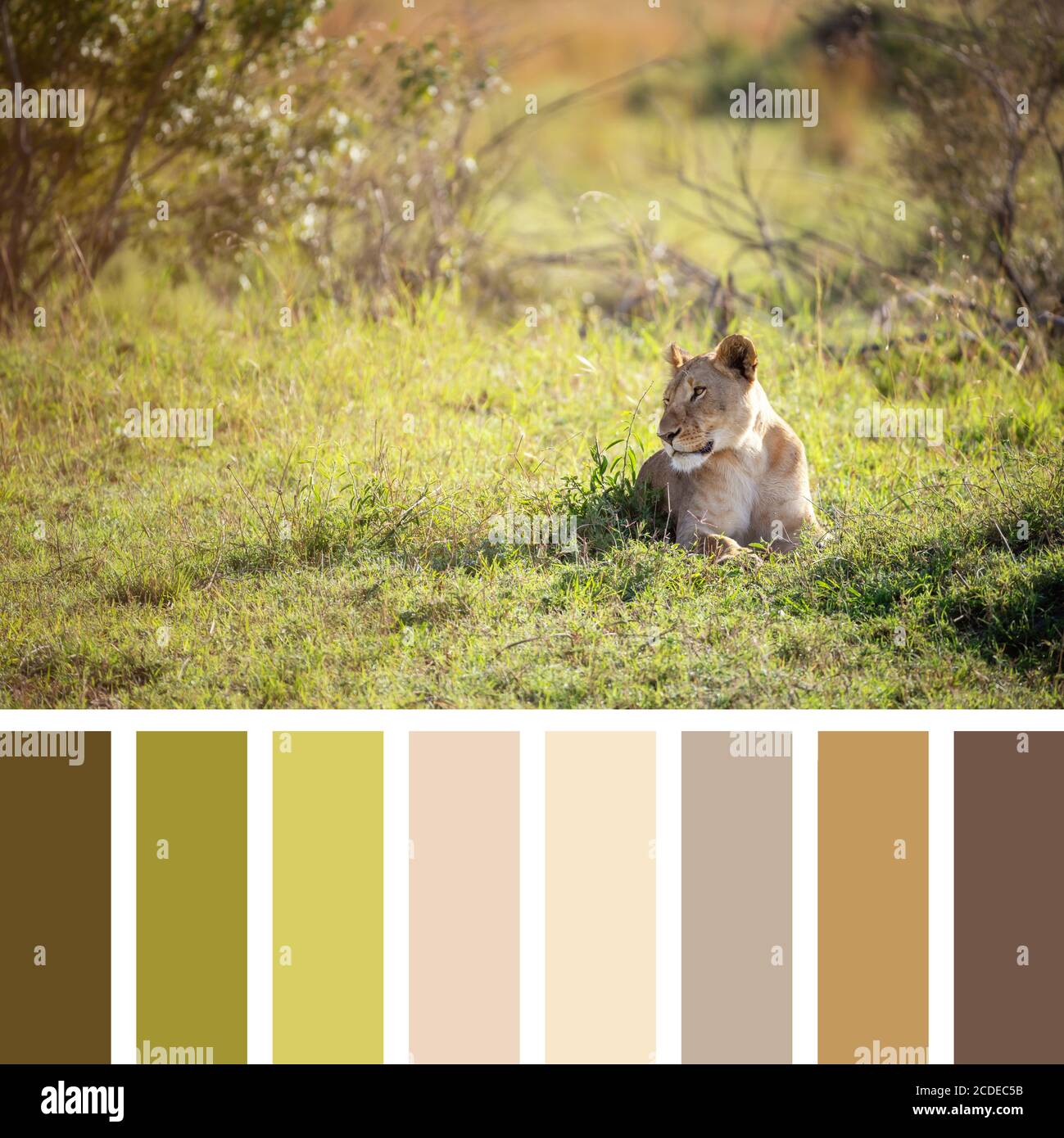 Lioness in sunlight, Masai Mara, Kenya. In a colour palette with