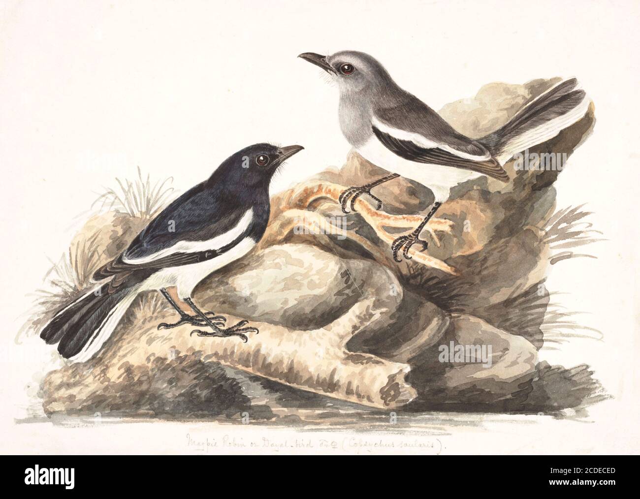 male and female Oriental Magpie-robin (Copsychus saularis) is a small passerine bird that was formerly classed as a member of the thrush family Turdidae, but now considered an Old World flycatcher. They are distinctive black and white birds with a long tail that is held upright as they forage on the ground or perch conspicuously. Occurring across most of the Indian subcontinent and parts of Southeast Asia, they are common birds in urban gardens as well as forests. They are particularly well known for their songs and were once popular as cagebirds. The oriental magpie-robin is considered as the Stock Photo