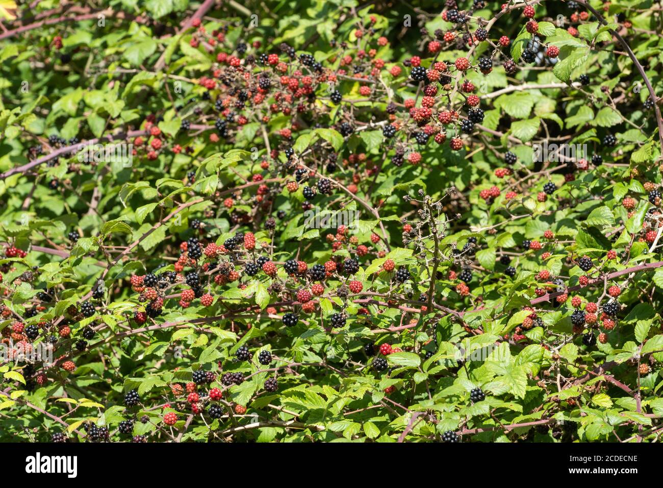 Bramble bush or brambles with lots of ripe and ripening blackberries