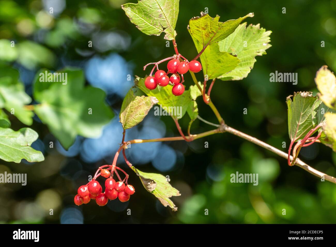 Wild guelder rose (Viburnum opulus) with red berries in a hedgerow during late summer, early autumn, UK Stock Photo