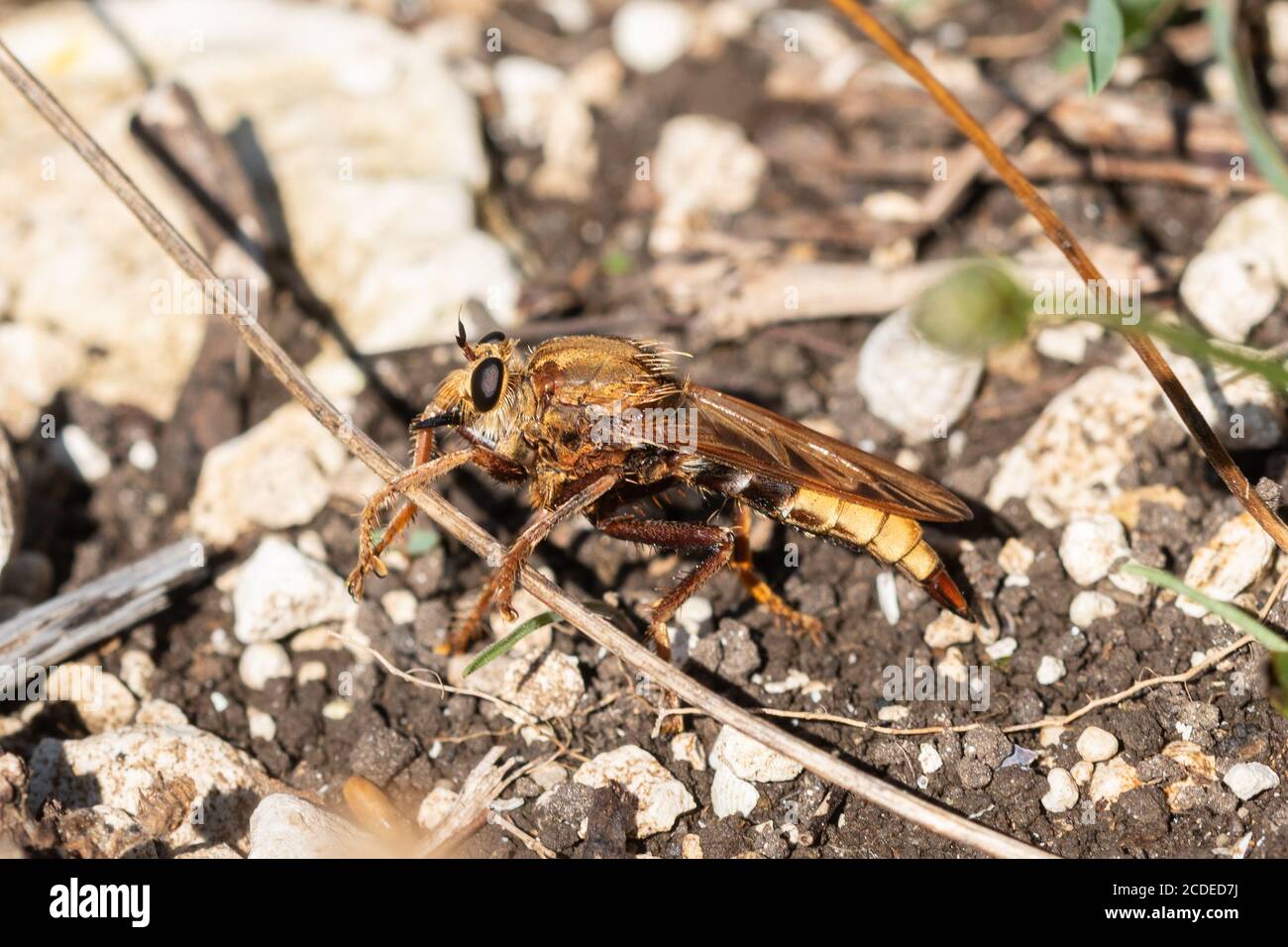 Harmless predator hi-res stock photography and images - Alamy