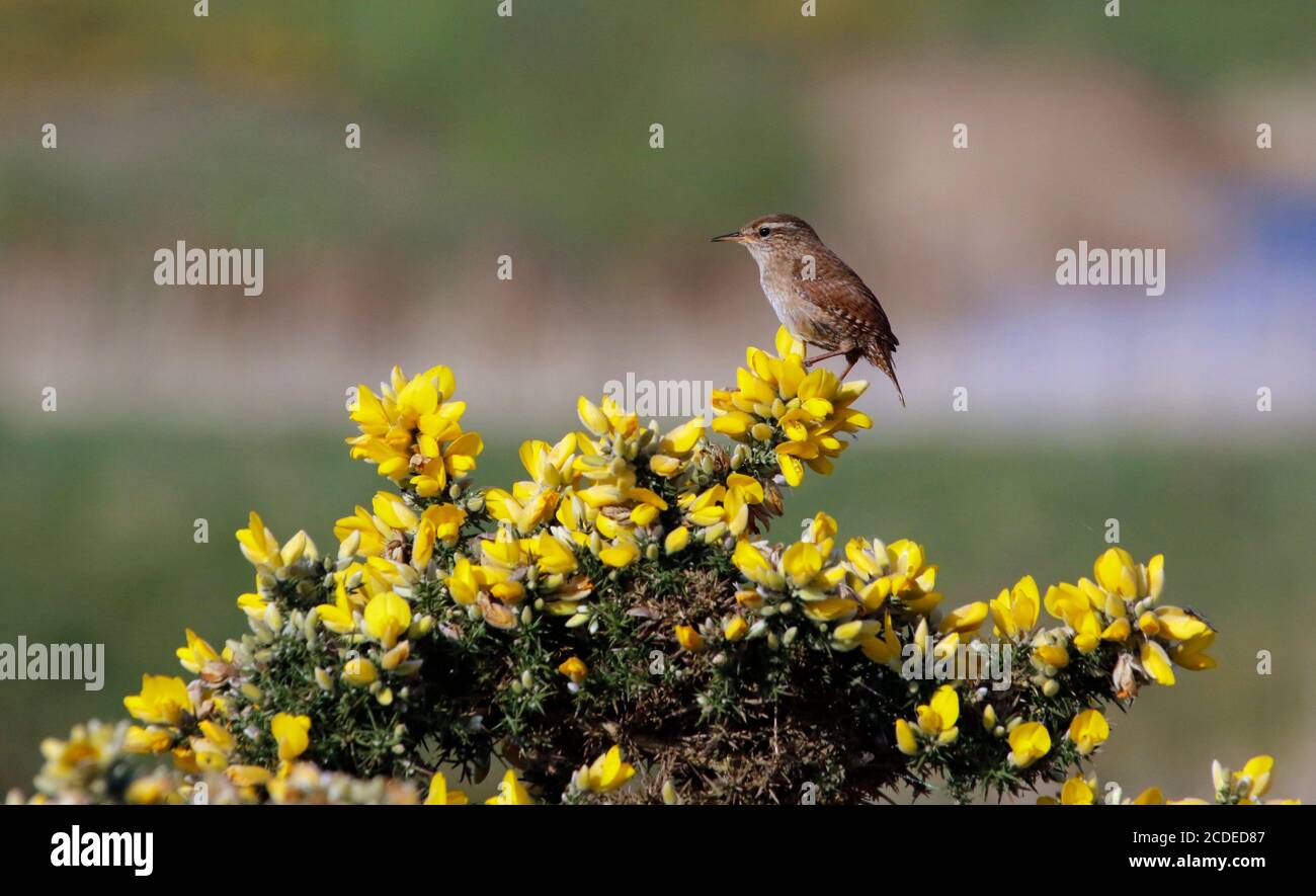 Wren singing perched on a gorse bush Stock Photo
