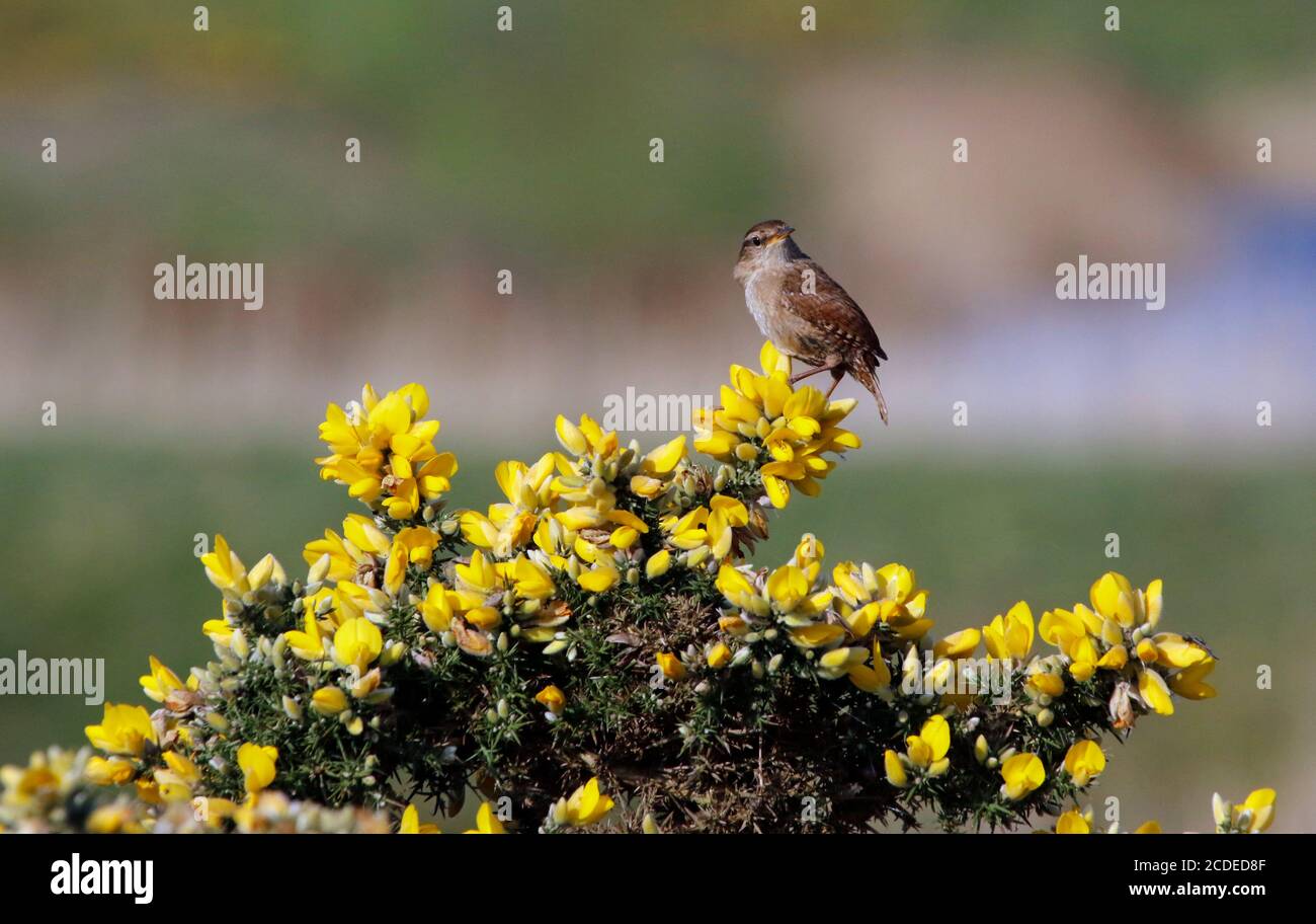 Wren singing perched on a gorse bush Stock Photo