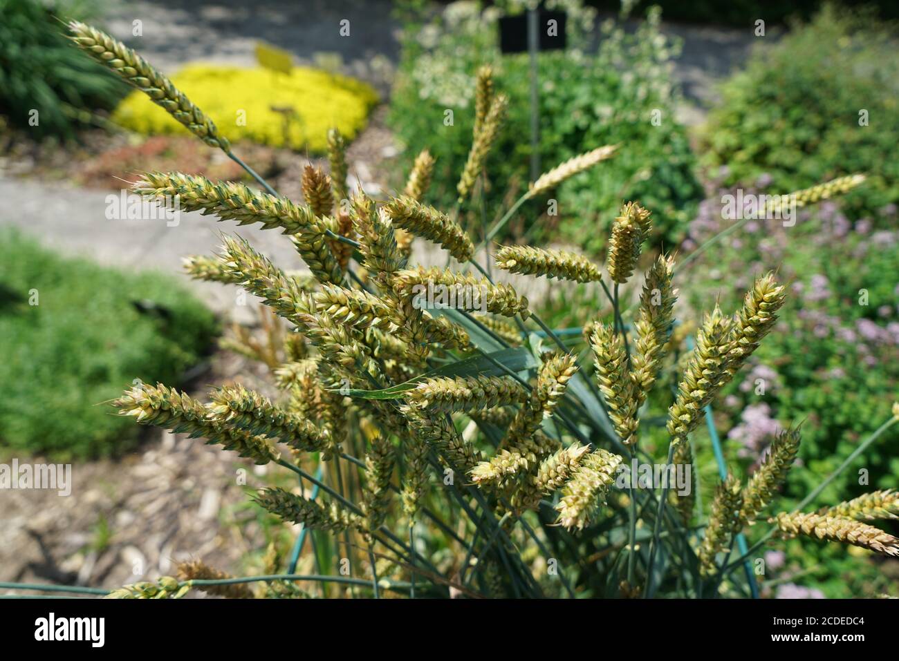 Closeup shot of Lolium temulentum plants Stock Photo