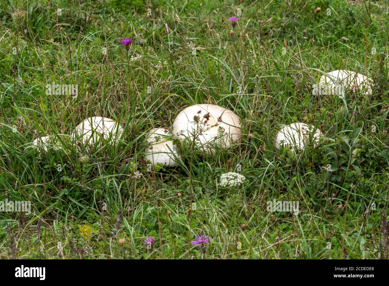 Edible field Mushrooms (Agaricus campestris, also known as meadow mushrooms) growing wild among grass during early autumn, UK Stock Photo