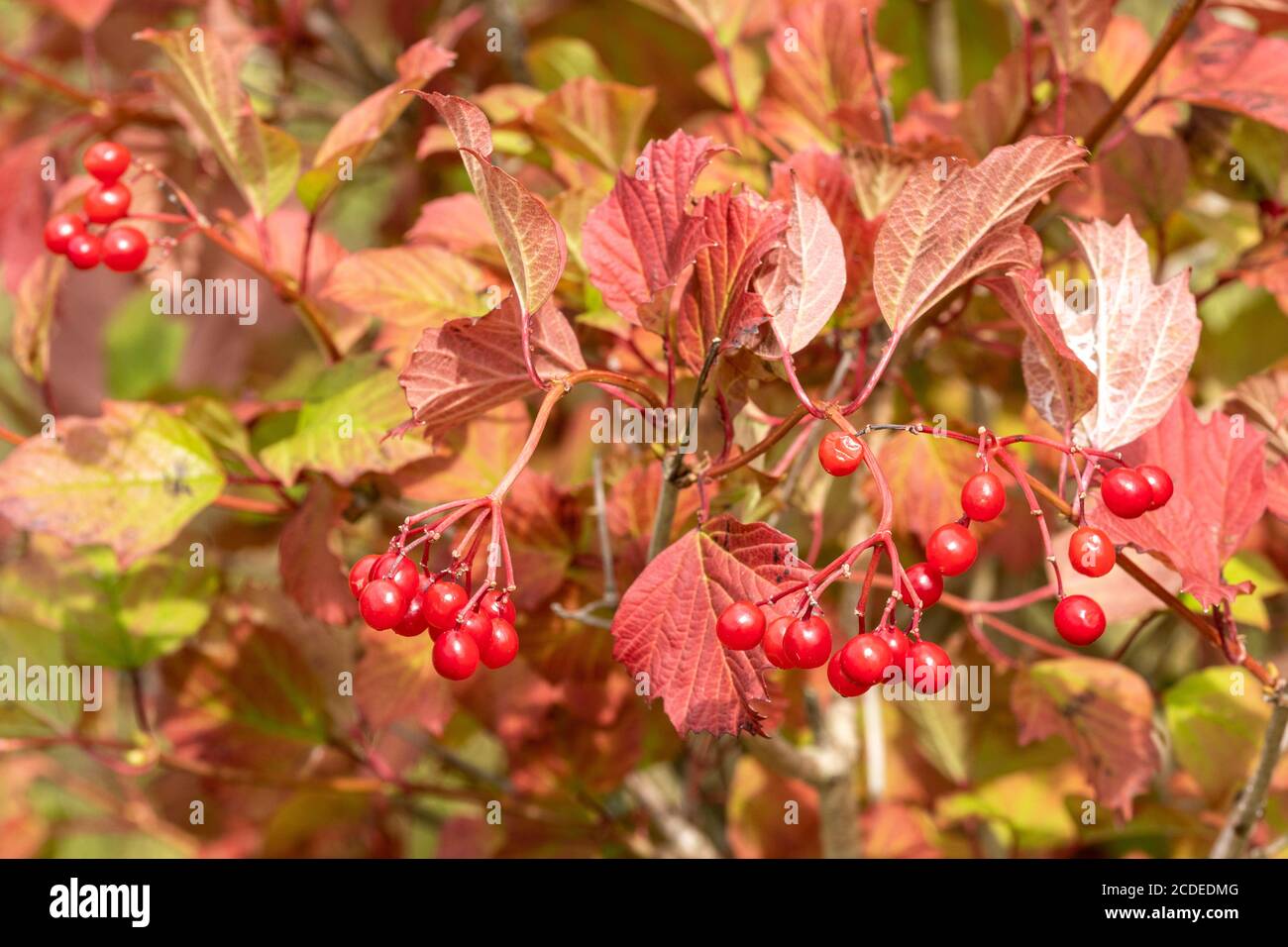 Wild guelder rose (Viburnum opulus) with red berries and leaves in a hedgerow during late summer, early autumn, UK Stock Photo