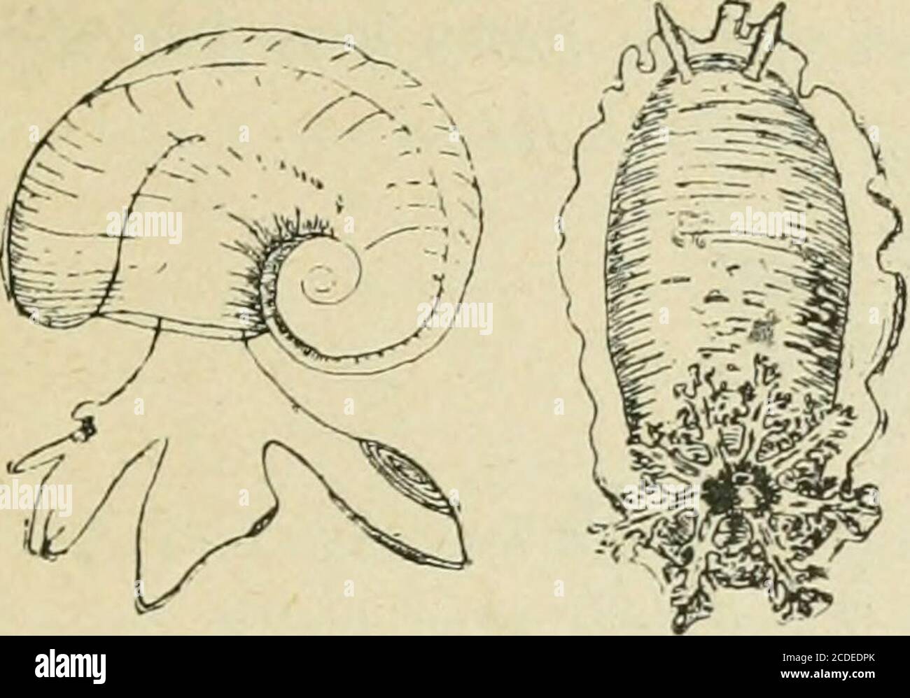 . An introduction to zoology : for the use of high schools . organ is situated in front of the heart, as it is inthe Puhnonata. Great variety of colour and form characterizes the shellsof ths Order, the Chitons, e.g., having a shell formed of eight transversepieces, the Limpets (Patella), a simple conical shell, while endless va- HIGH SCHOOL ZOOLOGY. 235 rieties of spirals are to be met with in t]ie Top-shells, (Turbo and Tro-chus), Olives, Cone-shells, Cowries (Cypriea), &c., &c. Some few Proso-branchiates, such as Helicina, Valvata, Paludina, are met with in freshwater (Figs. 159, 6 and 7). Stock Photo